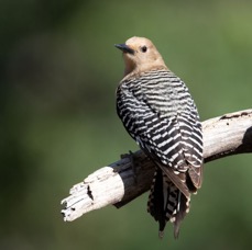 WOODPECKER  GILA female.jpg