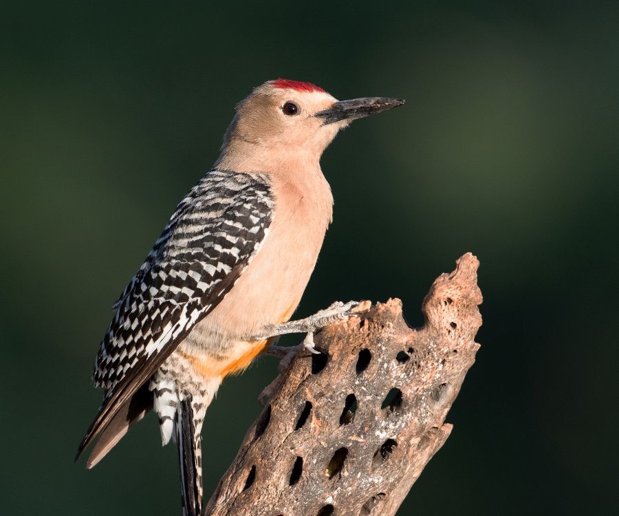 WOODPECKER GILA male.jpg