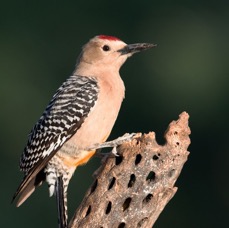 WOODPECKER GILA male.jpg