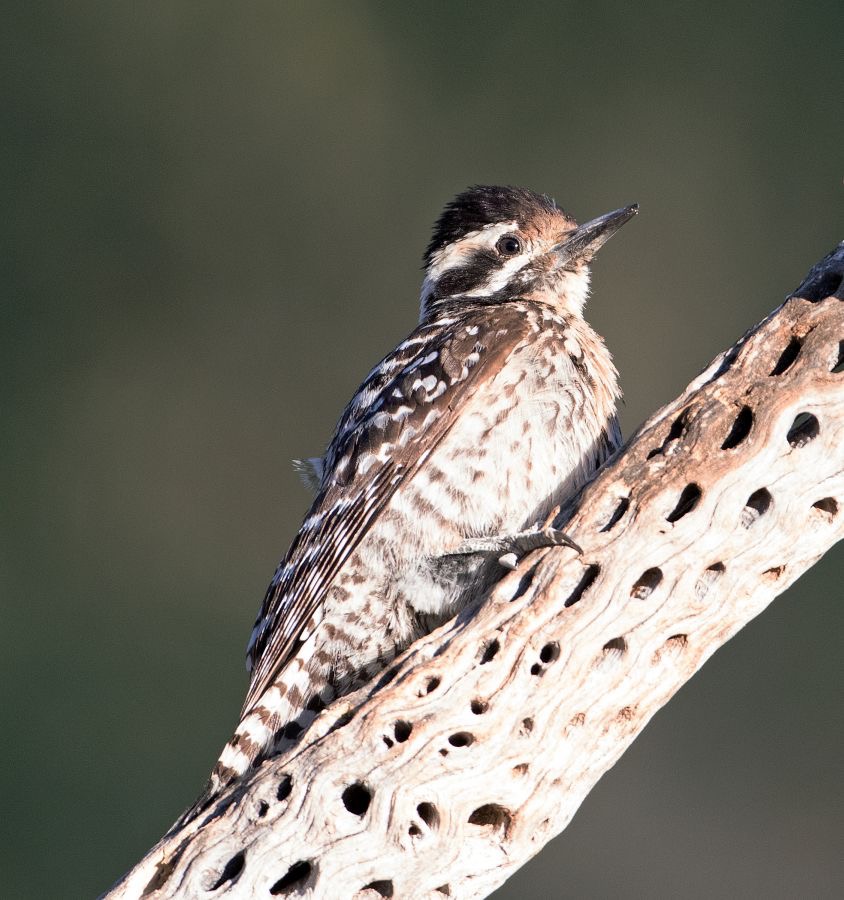 WOODPECKER..  LADDER BACKED  female.jpg