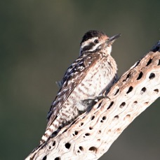 WOODPECKER..  LADDER BACKED  female.jpg