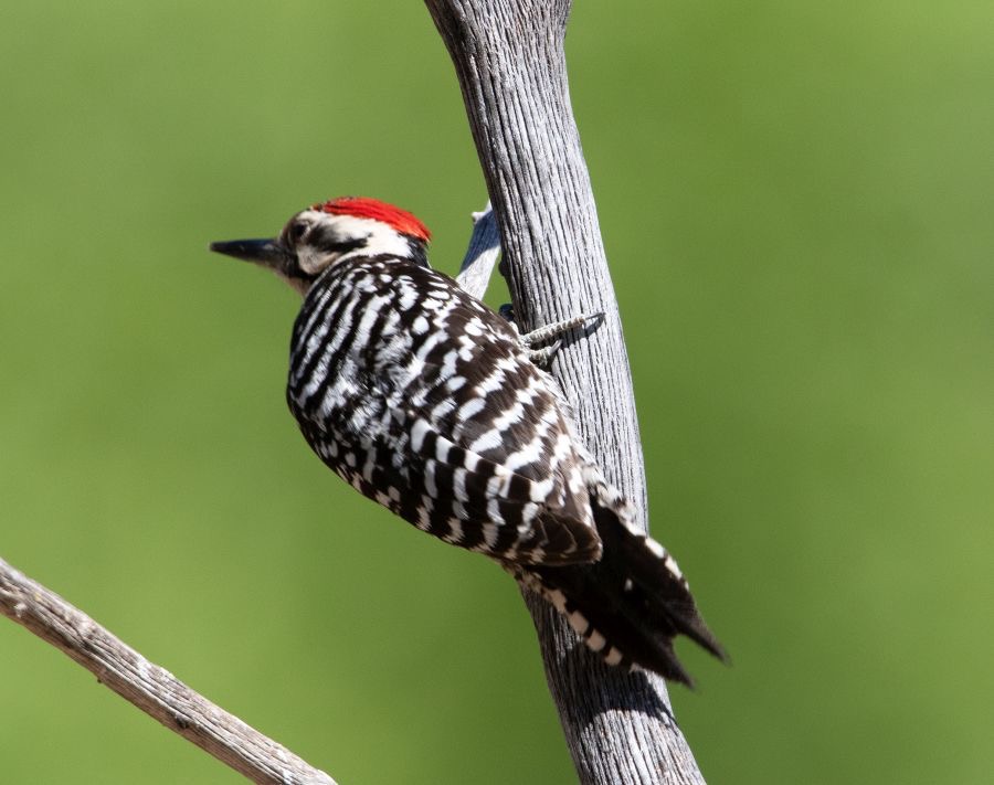 WOODPECKER.. .LADDER BACKED male.jpg
