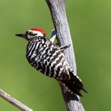 WOODPECKER.. .LADDER BACKED male.jpg