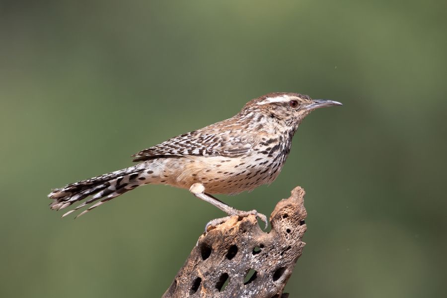 WREN       CACTUS.jpg