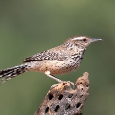 WREN       CACTUS.jpg