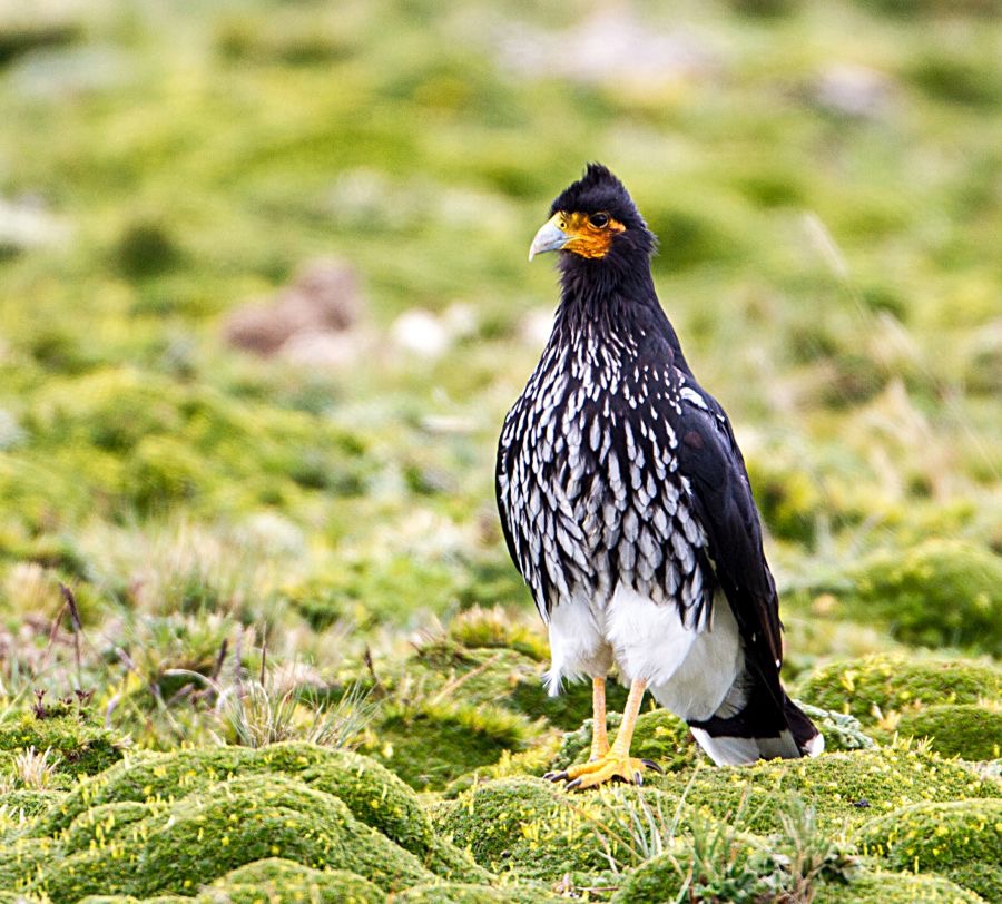 CARACARA  CARUNCULATED    Antisana.jpg