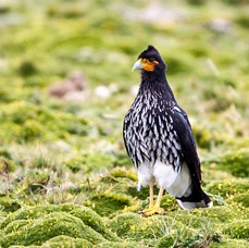 CARACARA  CARUNCULATED    Antisana.jpg