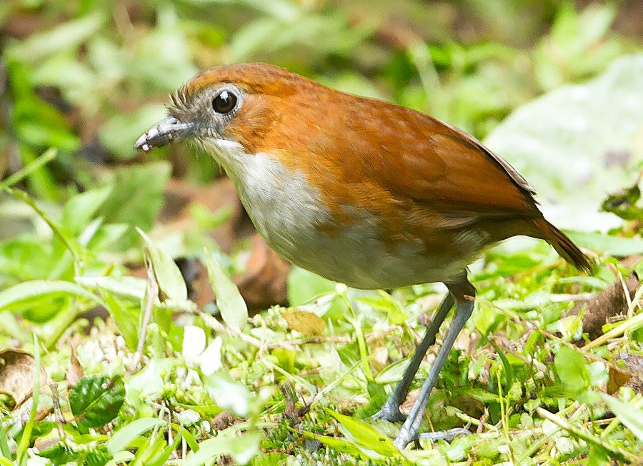 ANTPITTA  WHITE BELLIED     San Isidro.jpg