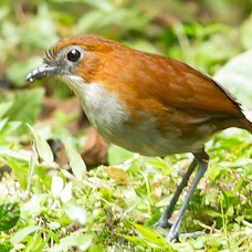 ANTPITTA  WHITE BELLIED     San Isidro.jpg