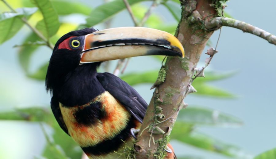 ARACARI        PALE MANDIBLED    Buenaventura.jpg