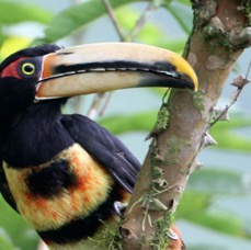 ARACARI        PALE MANDIBLED    Buenaventura.jpg