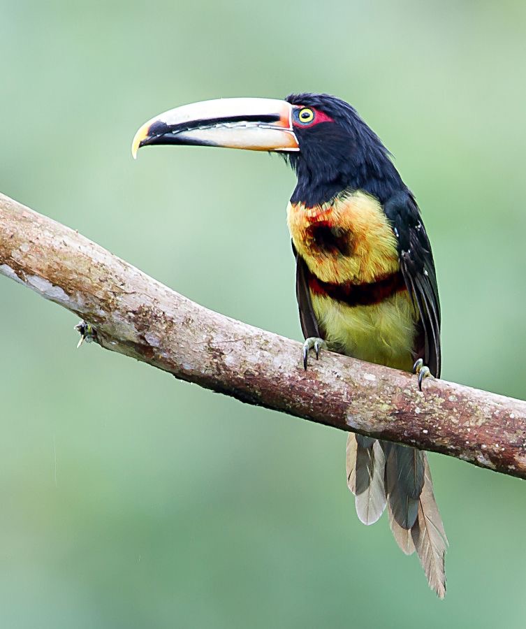 ARACARI.       PALE MANDIBLED      S.J.Milpe.jpg