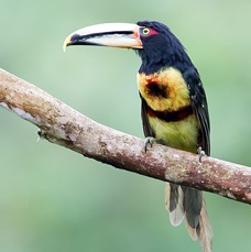 ARACARI.       PALE MANDIBLED      S.J.Milpe.jpg