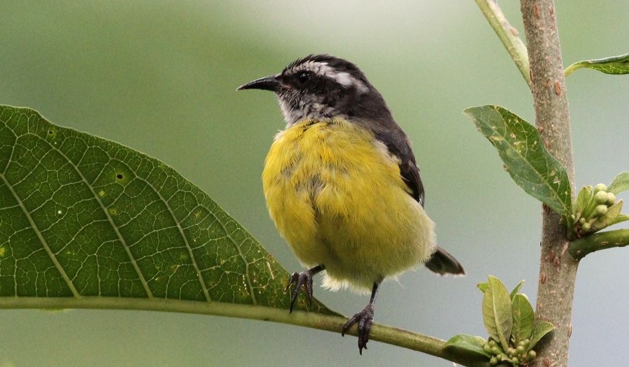 BANANAQUIT  Buenaventura.jpg
