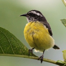BANANAQUIT  Buenaventura.jpg