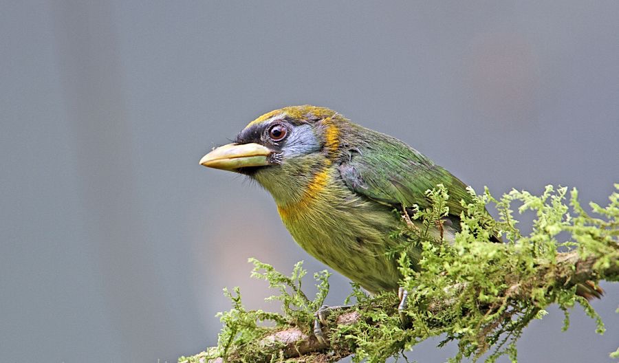 BARBET             RED  HEADED    female  S.J.Tandayapa.jpg
