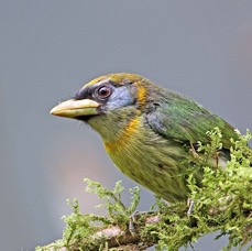 BARBET             RED  HEADED    female  S.J.Tandayapa.jpg