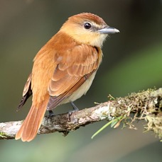 BECARD  CINNAMON      S.J.Milpe.jpg