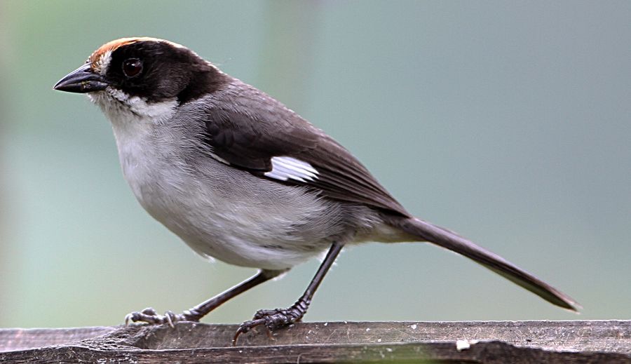 BRUSH-FINCH   WHITE WINGED    S.J.Tandayapa.jpg