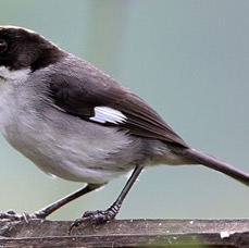 BRUSH-FINCH   WHITE WINGED    S.J.Tandayapa.jpg