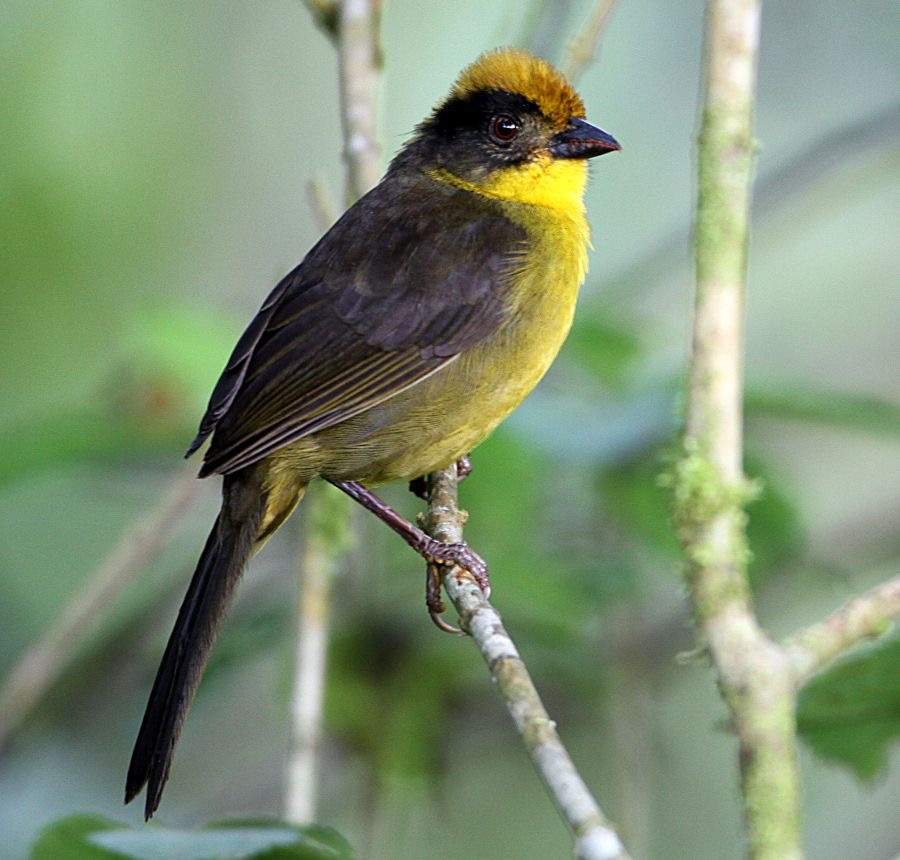 BRUSH-FINCH  RUFOUS NAPED      S.J.Tandayapa.jpg