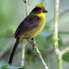 BRUSH-FINCH  RUFOUS NAPED      S.J.Tandayapa.jpg