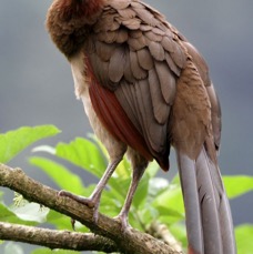 CHACHALACA  RUFOUSHEADED Buenaventura.jpg