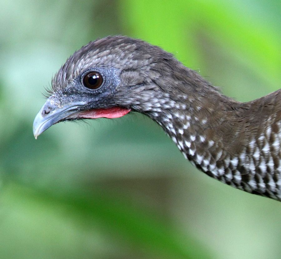 CHACHALACA  SPECKLED Copalinga.jpg