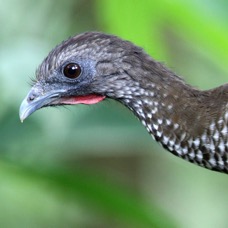 CHACHALACA  SPECKLED Copalinga.jpg
