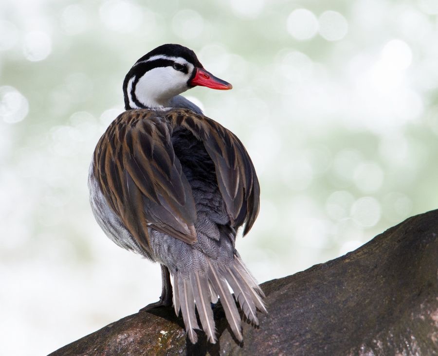 DUCK      TORRENT Guango.JPG