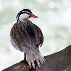 DUCK      TORRENT Guango.JPG