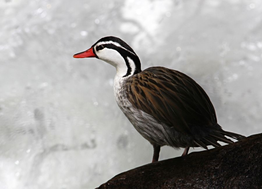 DUCK.      TORRENT     Guango.jpg