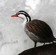 DUCK.      TORRENT     Guango.jpg