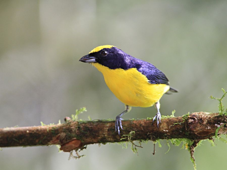 EUPHONIA          THICK BILLED male Tandayapa B.L..jpg