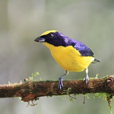EUPHONIA          THICK BILLED male Tandayapa B.L..jpg