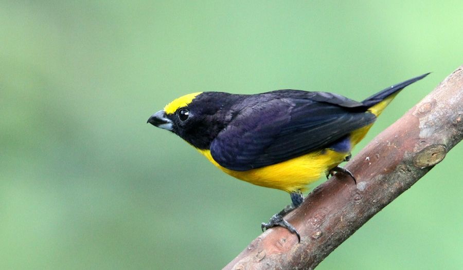 EUPHONIA ORANGE BELLIED male Copalinga.jpg