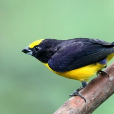EUPHONIA ORANGE BELLIED male Copalinga.jpg