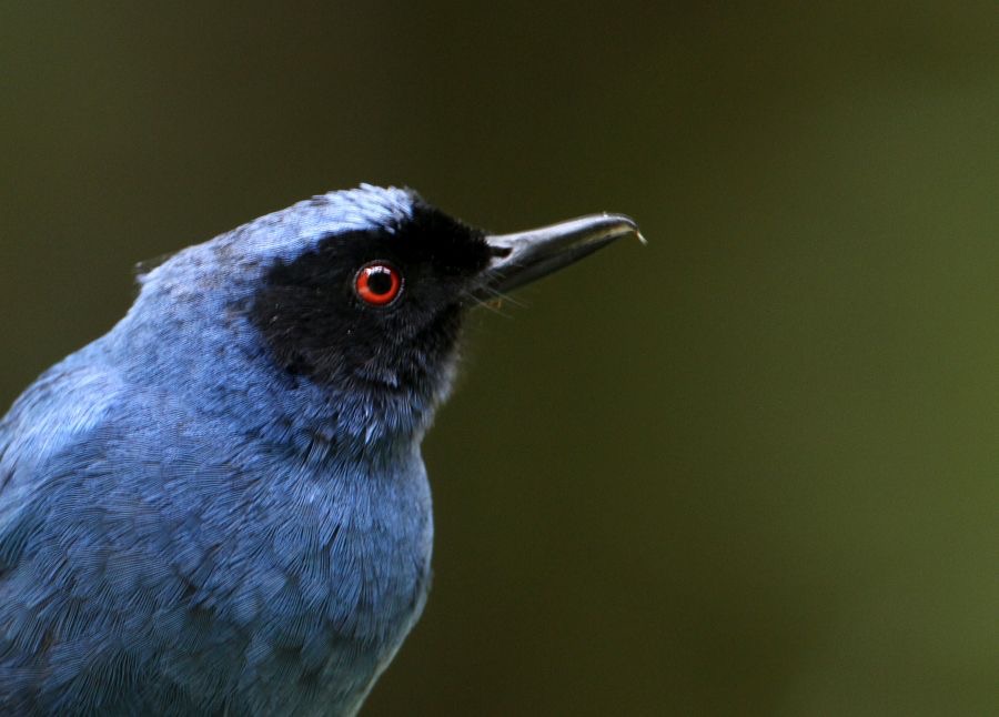 FLOWERPIERCERMASHED Tapichalaca.jpg