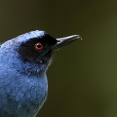 FLOWERPIERCERMASHED Tapichalaca.jpg
