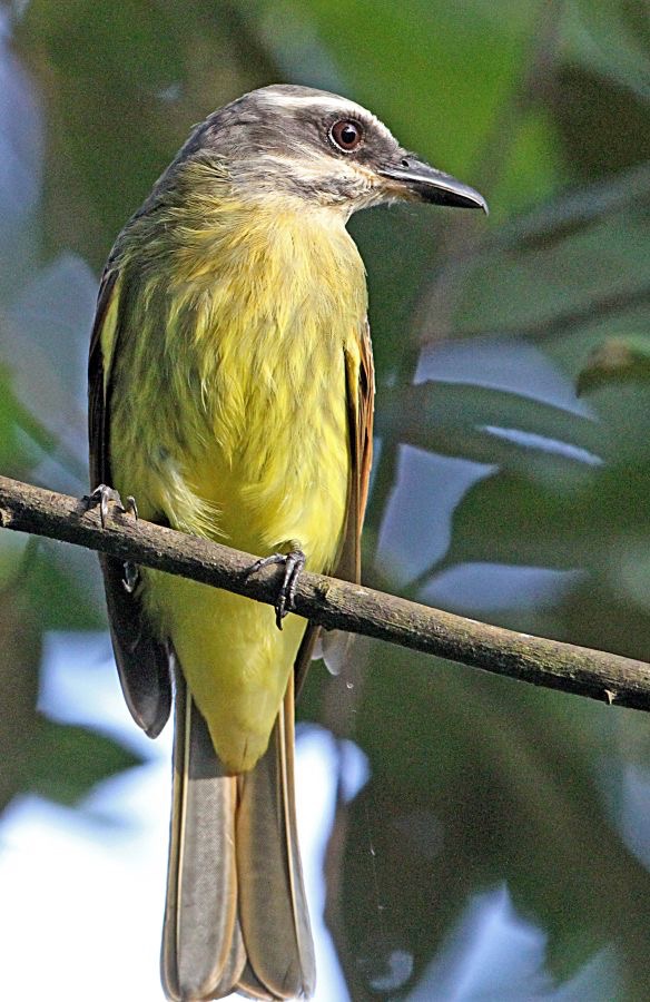 FLYCATCHER GOLDEN    CROWNED    S.J.Tandayapa.jpg