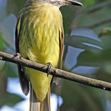FLYCATCHER GOLDEN    CROWNED    S.J.Tandayapa.jpg
