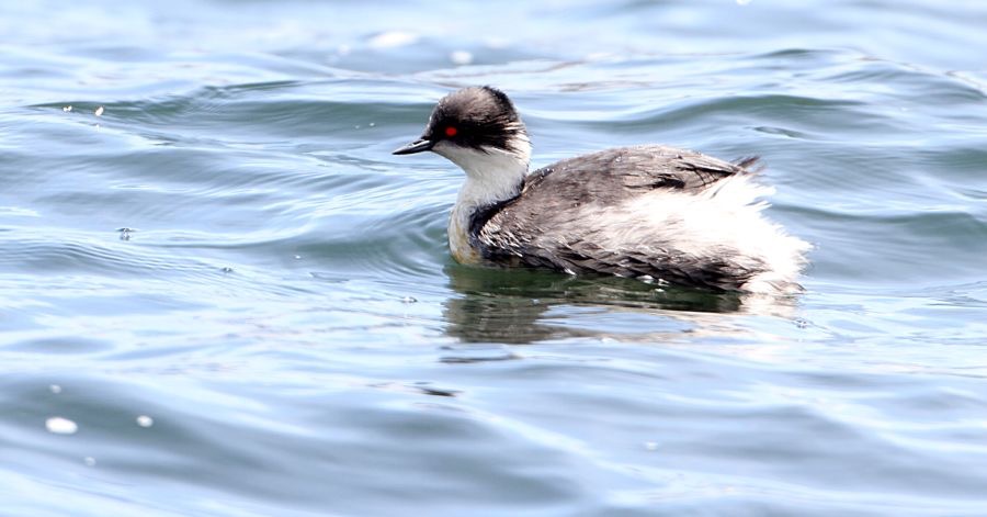 GREBE    SILVERY   Antisana.jpg
