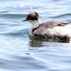 GREBE    SILVERY   Antisana.jpg