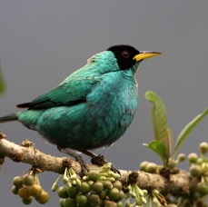 HONEYCREEPER  GREEN male   Buenaventura.jpg