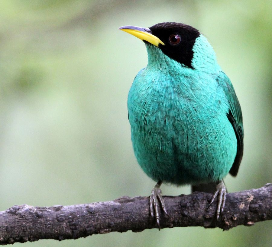 HONEYCREEPER GREEN male Buenaventura.jpg