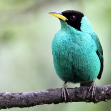 HONEYCREEPER GREEN male Buenaventura.jpg