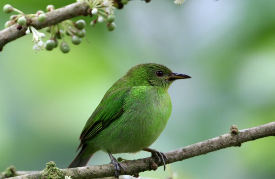 HONEYCREEPER.. GREEN female   Buenaventura.jpg