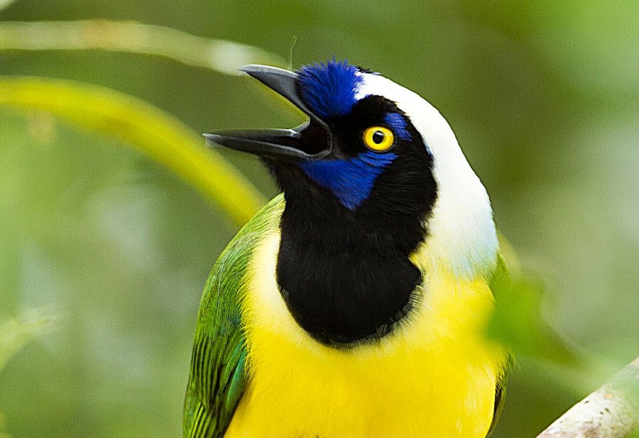 JAY    INCA                 San Isidro.jpg