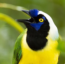 JAY    INCA                 San Isidro.jpg