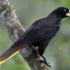 OROPENDOLA CRESTED      Copalinga.jpg